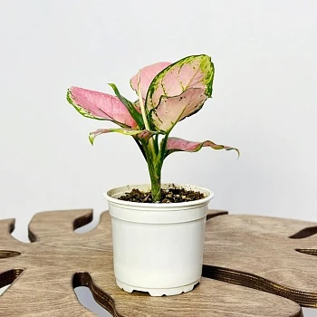 Аглаонема Ред Джой d12/h25