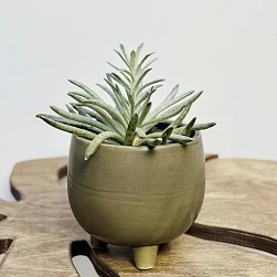 Крестовник Скапосус d10/h15