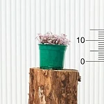 Каллизия Розато d12/h15