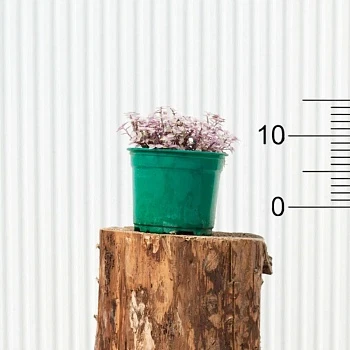 Каллизия Розато d12/h15