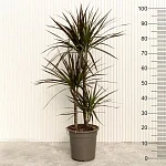 Драцена маргината Маджента d21/h100