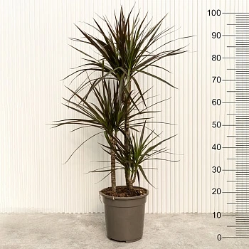 Драцена маргината Маджента d21/h100