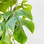 Рафидофора Тетрасперма d17/h70