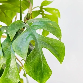 Рафидофора Тетрасперма d17/h70