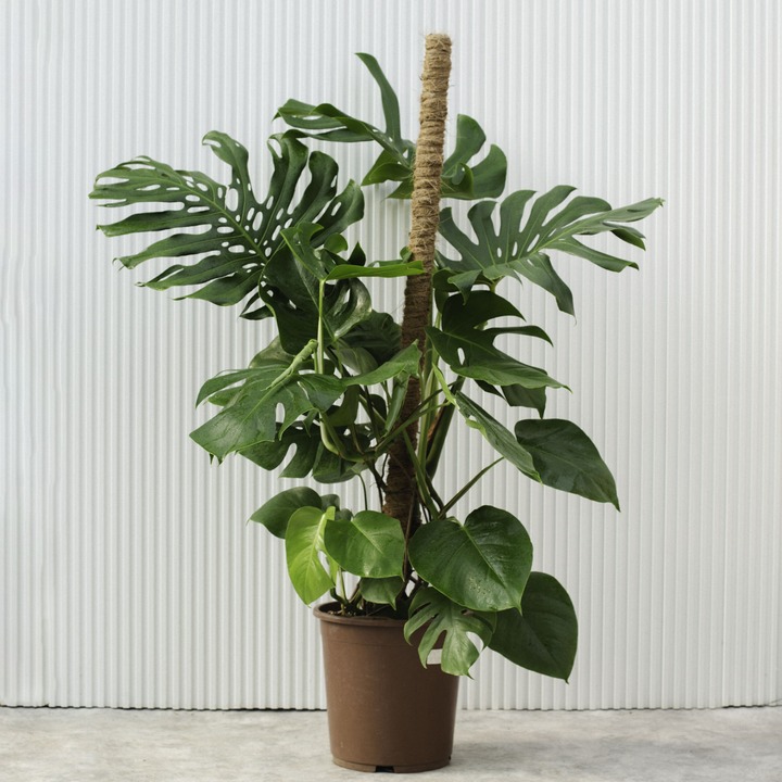 Монстера - растение для стиля лофт