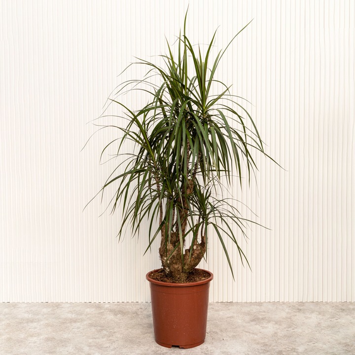 Драцена Маргината - растение для стиля лофт