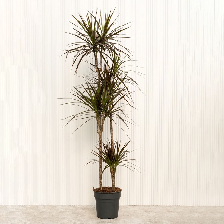 Драцена Маргината - растение для интерьера лофт