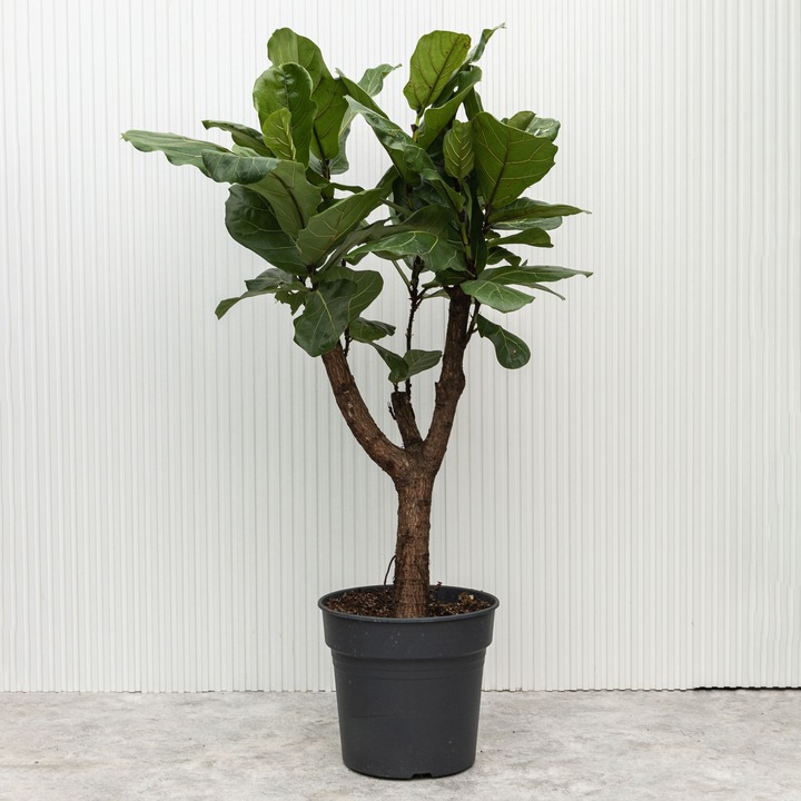 Фикус Лирата - растение для стиля лофт