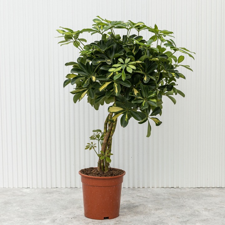 Шеффлера - растение для интерьера лофт