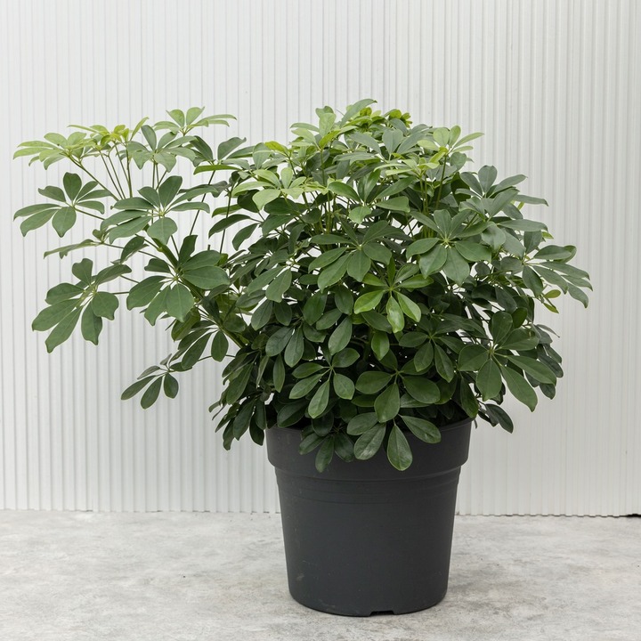 Шеффлера - растение для стиля лофт