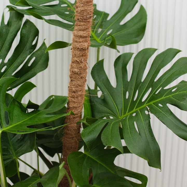 Монстера - растение для интерьера лофт