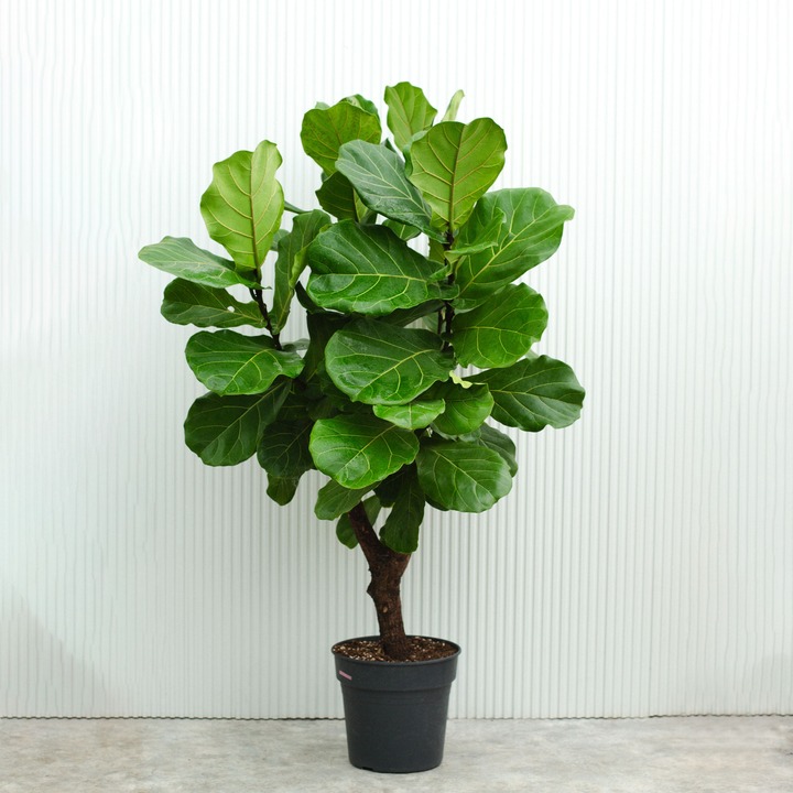 Фикус Лирата - растение для стиля лофт