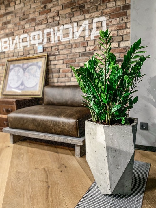 Замиокулькас в интерьере лофт