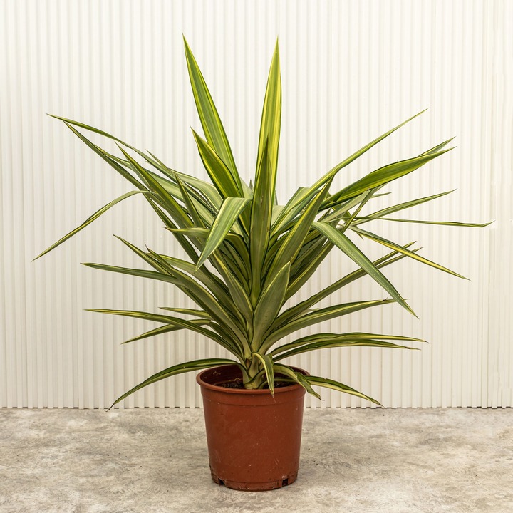 Юкка - растение для интерьера лофт