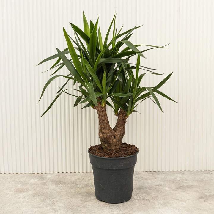 Юкка - растение для стиля лофт