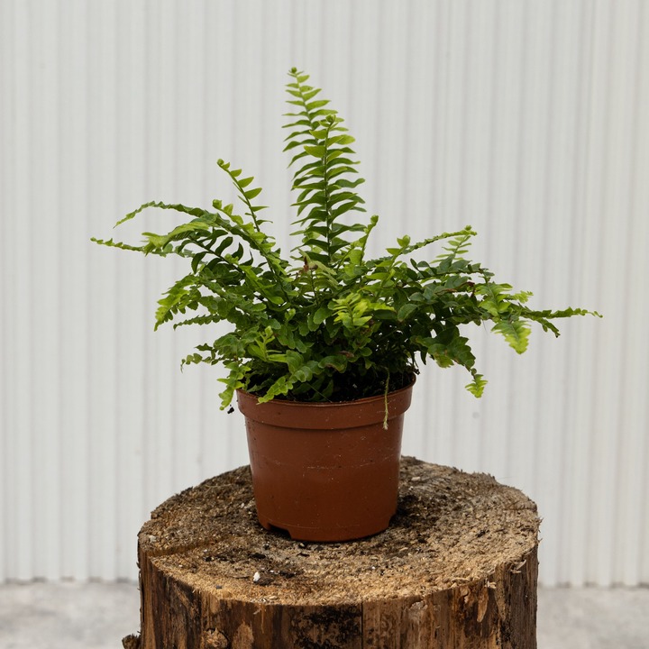 Нефролепис - растение для стиля лофт