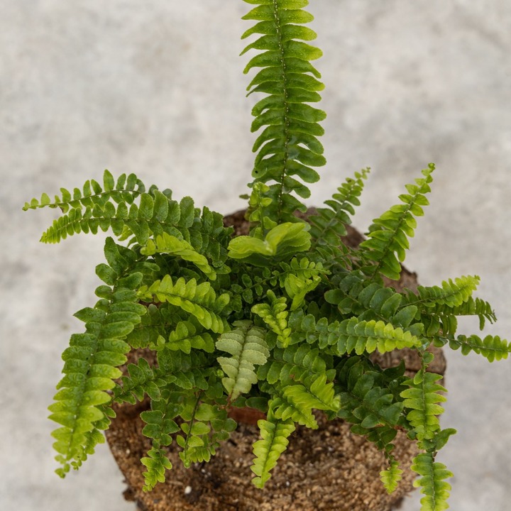 Нефролепис - растение для интерьера лофт